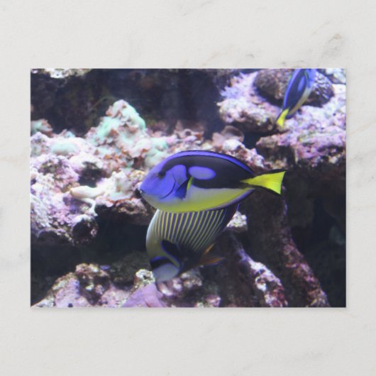 Carte Postale Regal Tang et l'empereur Angelfish # 2 (Devant)