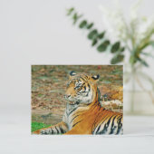 Carte Postale Regal Tiger (Debout devant)