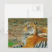 Carte Postale Regal Tiger (Devant / Derrière)