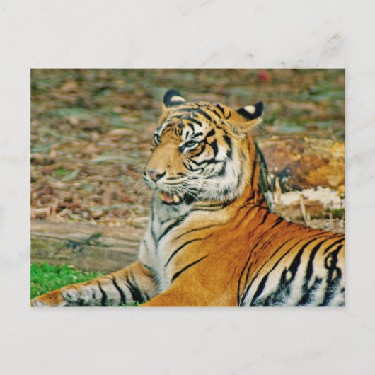 Carte Postale Regal Tiger (Devant)