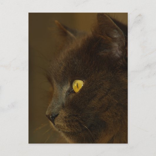 Carte Postale Regard (Devant)