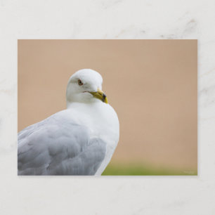 Carte Postale Regard