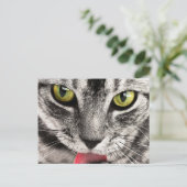 Carte Postale Regard de chat (Debout devant)
