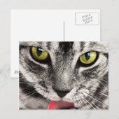 Carte Postale Regard de chat (Devant / Derrière)