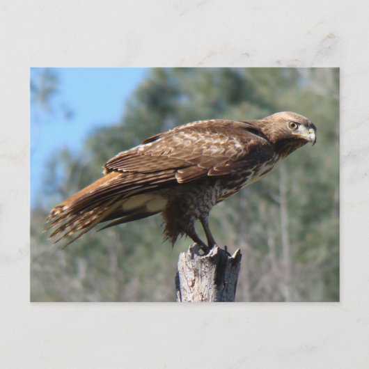 Carte Postale Regard de faucon à queue rouge (Devant)