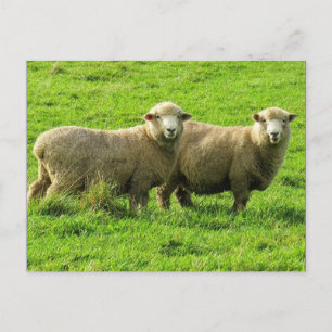 Carte Postale regard de moutons