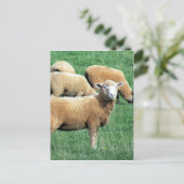 Carte Postale regard de moutons (Debout devant)