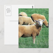 Carte Postale regard de moutons (Devant / Derrière)
