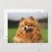 Carte Postale Regard de Pomeranian (Devant / Derrière)