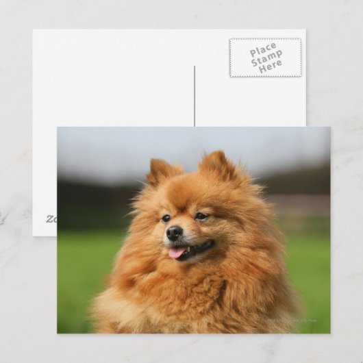 Carte Postale Regard de Pomeranian (Devant / Derrière)