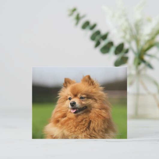 Carte Postale Regard de Pomeranian (Debout devant)