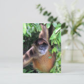 Carte Postale regard de singe araignée (Debout devant)