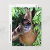 Carte Postale regard de singe araignée (Devant / Derrière)