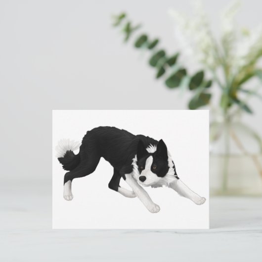 Carte Postale Regard fixe de border collie (Debout devant)
