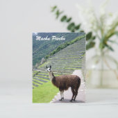 Carte Postale regard peru llama (Debout devant)