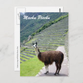 Carte Postale regard peru llama (Devant / Derrière)