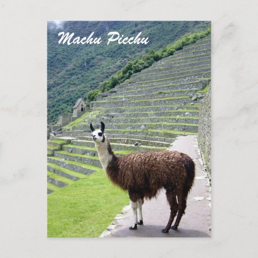 Carte Postale regard peru llama (Devant)