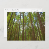 Carte Postale Regard sur la forêt ancienne (Devant / Derrière)