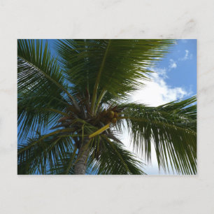 Carte Postale Regard sur le palmier à coco Nature tropicale