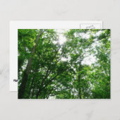 Carte Postale Regard sur les arbres d'été (Devant / Derrière)