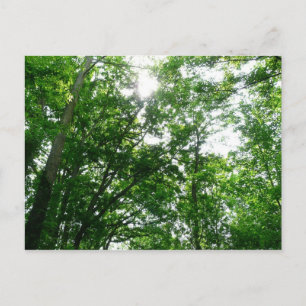 Carte Postale Regard sur les arbres d'été