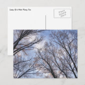 Carte Postale Regard sur les arbres du matin d'hiver (Devant / Derrière)