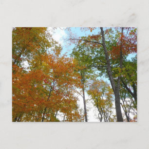 Carte Postale Regard sur les feuilles d'automne I Colorful Fall 