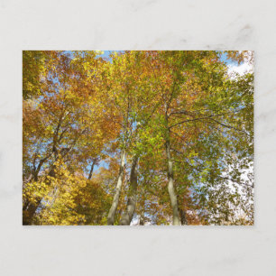 Carte Postale Regard sur les feuilles d'automne III Foliage colo