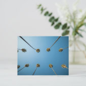 Carte Postale Regard Sur Les Palmiers (Altadena, CA) (Debout devant)