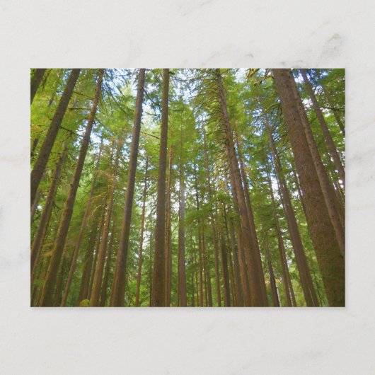 Carte Postale Regard vers la forêt ancienne (Devant)