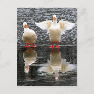 Carte Postale Regarde l'aile !