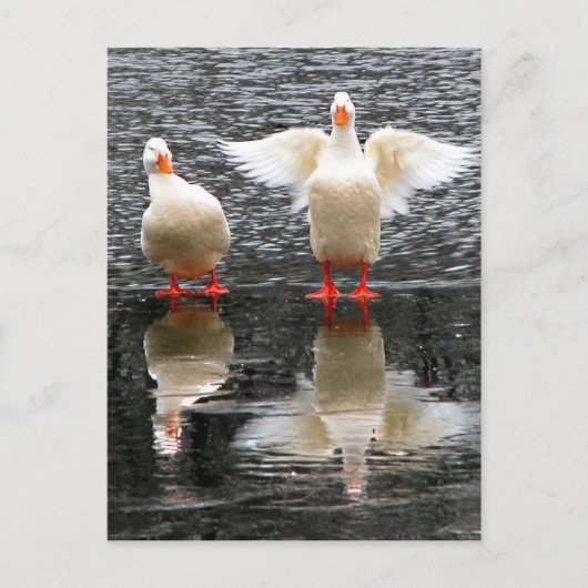 Carte Postale Regarde l'aile ! (Devant)