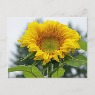 Carte Postale regarde-moi le tournesol