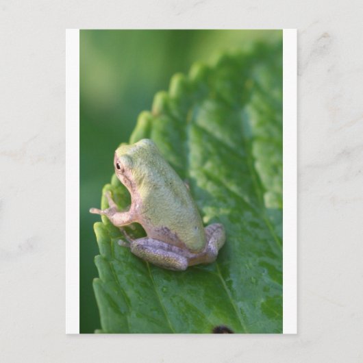 Carte Postale Regarder le coucher du soleil (Devant)