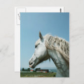 Carte Postale Regarder le gris taché (Devant / Derrière)