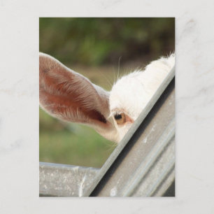 Carte Postale Regardez une chèvre blanche en chèvre ! Image d'at