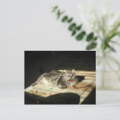 Carte Postale Règle des chats cool (Debout devant)