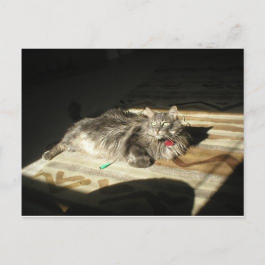 Carte Postale Règle des chats cool (Devant)