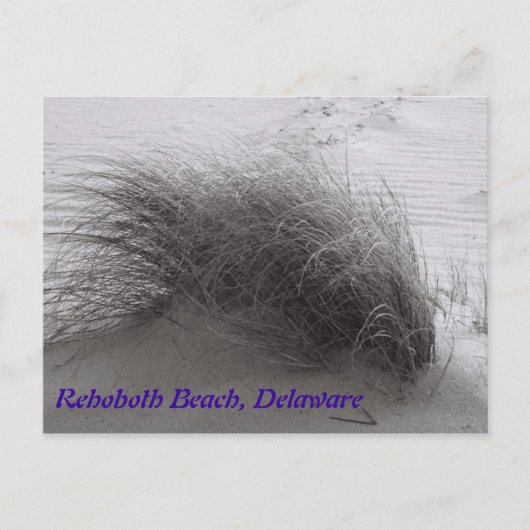 Carte postale Rehoboth Beach Gris (Devant)