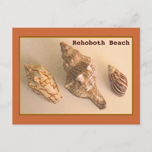 Carte postale Rehoboth Shells (Devant)