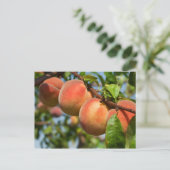 Carte Postale Reife Weingartenpfirsiche (Debout devant)