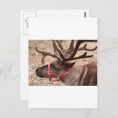 Carte Postale Reindeer près d'Anchorage, Alaska, USA (Devant / Derrière)