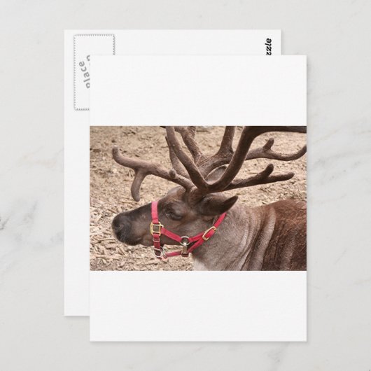 Carte Postale Reindeer près d'Anchorage, Alaska, USA (Devant / Derrière)