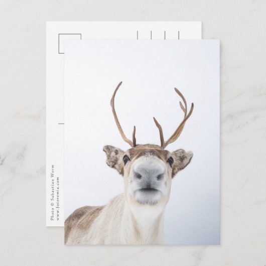 Carte Postale Reinder (Devant / Derrière)