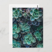 Carte Postale Relaxant Vert Bleu Succulent Cactus Plantes (Devant / Derrière)