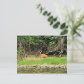 Carte Postale Relaxation au Kettle (Debout devant)