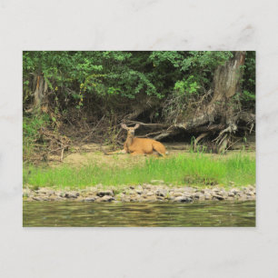 Carte Postale Relaxation au Kettle