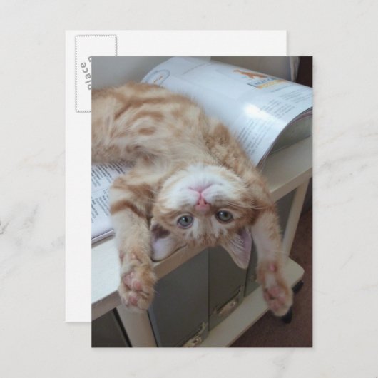 Carte Postale Relaxation de Kitty (Devant / Derrière)