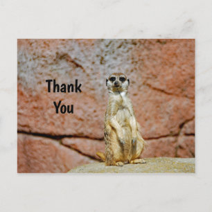 Carte Postale Remerciement pour la photo de la faune des suricat