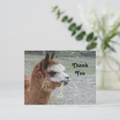 Carte Postale Remerciement pour la photo de l'alpaca mangeant du (Debout devant)